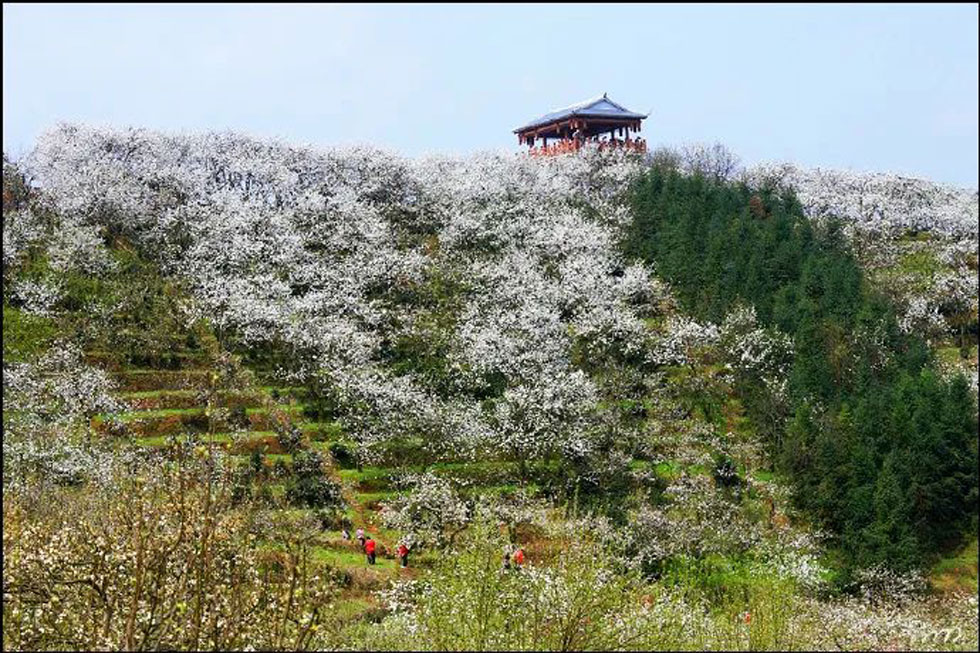 【春天，广西桂林灌阳县向您发出邀请！】我们在灌阳看梨花 - 游山玩水 - 百色生活社区 - 百色28生活网 baise.28life.net