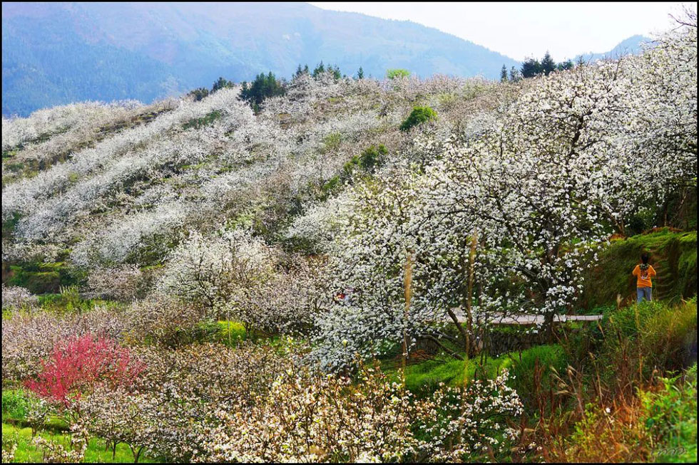 【春天，广西桂林灌阳县向您发出邀请！】我们在灌阳看梨花 - 游山玩水 - 百色生活社区 - 百色28生活网 baise.28life.net