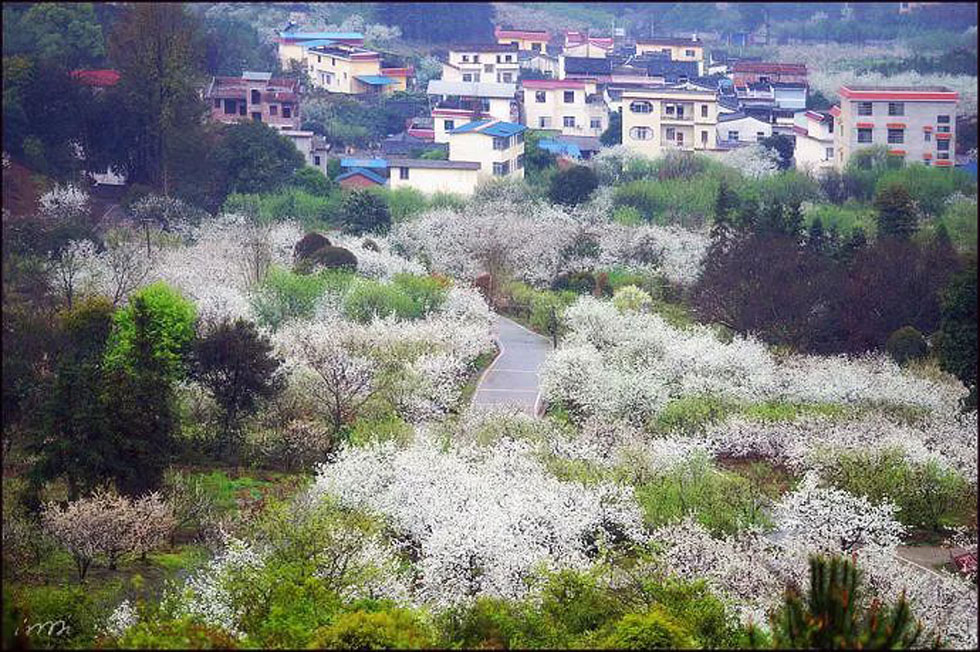【春天，广西桂林灌阳县向您发出邀请！】我们在灌阳看梨花 - 游山玩水 - 百色生活社区 - 百色28生活网 baise.28life.net