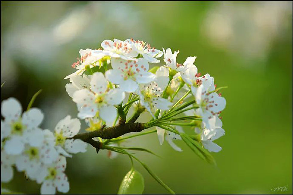 【春天，广西桂林灌阳县向您发出邀请！】我们在灌阳看梨花 - 游山玩水 - 百色生活社区 - 百色28生活网 baise.28life.net