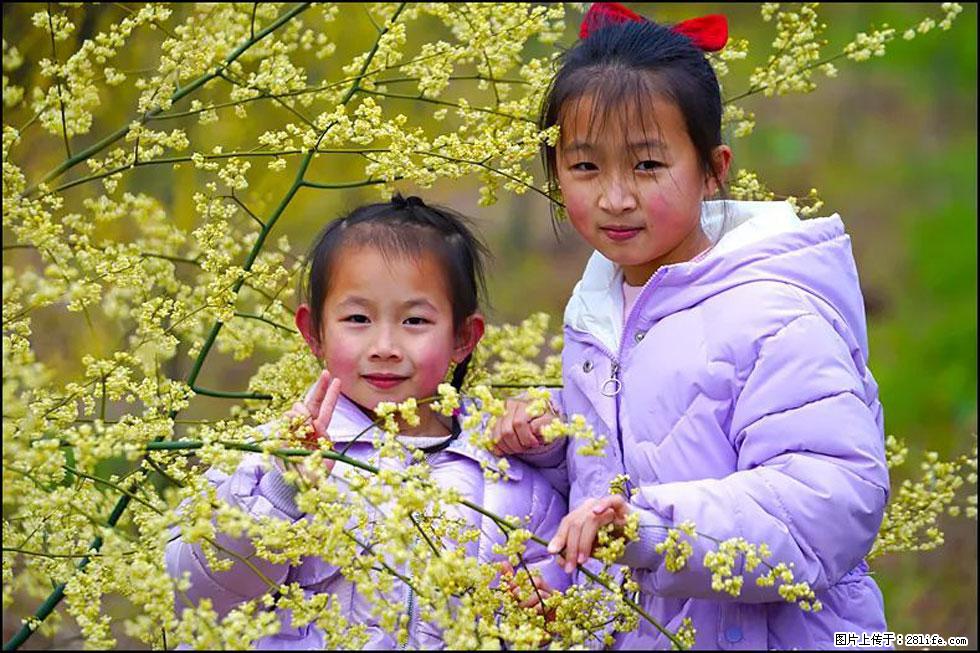 【春天，广西桂林灌阳县向您发出邀请！】米珠山前有片山苍子花在飘香 - 游山玩水 - 百色生活社区 - 百色28生活网 baise.28life.net