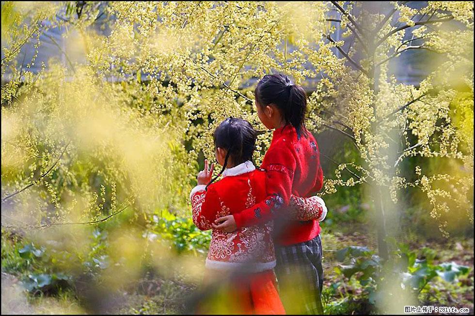 【春天，广西桂林灌阳县向您发出邀请！】米珠山前有片山苍子花在飘香 - 游山玩水 - 百色生活社区 - 百色28生活网 baise.28life.net
