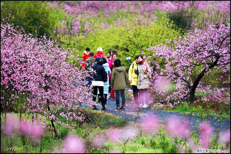 【春天，广西桂林灌阳县向您发出邀请！】官庄村有个醉美的桃花园 - 游山玩水 - 百色生活社区 - 百色28生活网 baise.28life.net