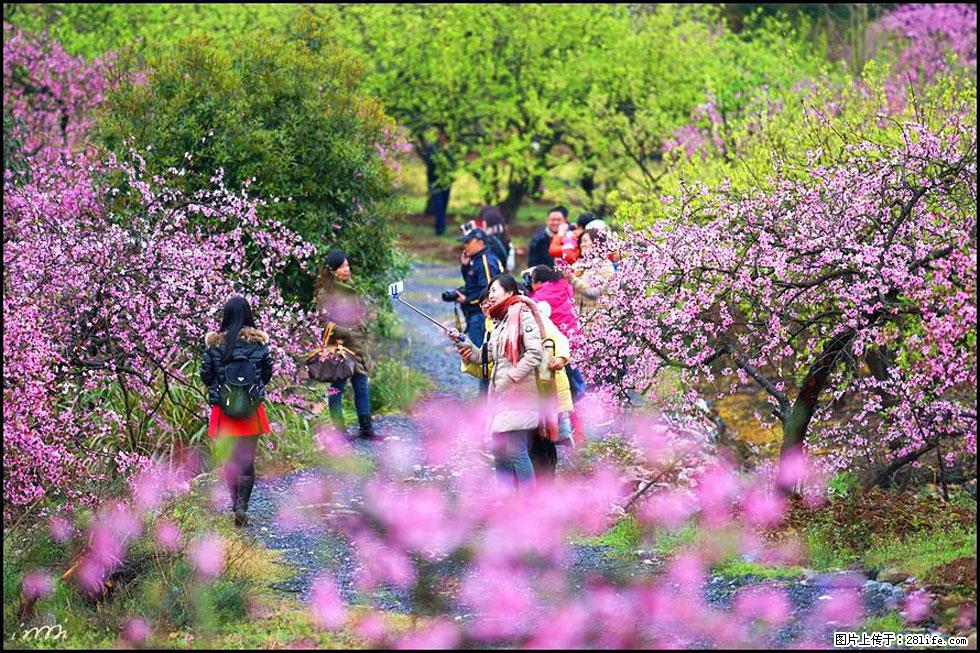 【春天，广西桂林灌阳县向您发出邀请！】官庄村有个醉美的桃花园 - 游山玩水 - 百色生活社区 - 百色28生活网 baise.28life.net