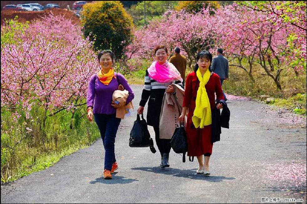 【春天，广西桂林灌阳县向您发出邀请！】官庄村有个醉美的桃花园 - 游山玩水 - 百色生活社区 - 百色28生活网 baise.28life.net