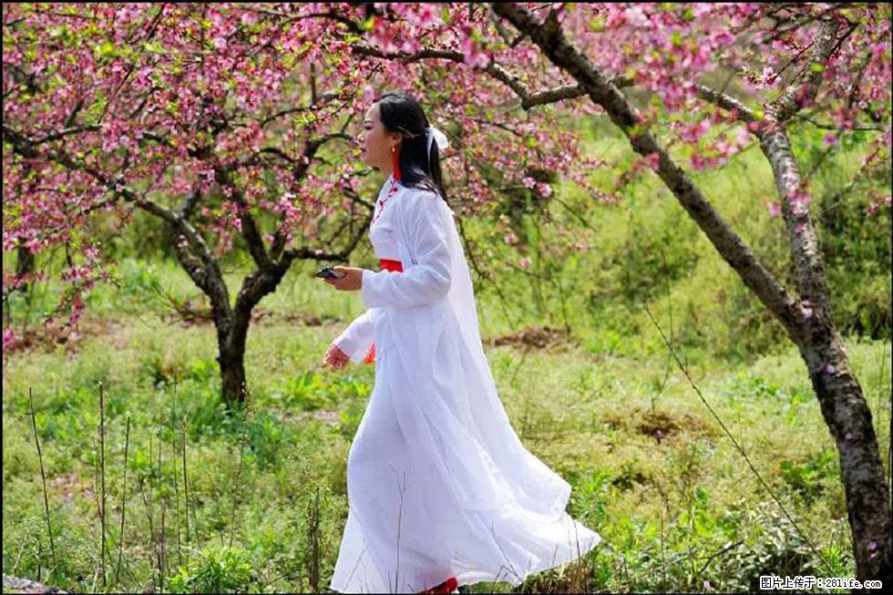 【春天，广西桂林灌阳县向您发出邀请！】官庄村有个醉美的桃花园 - 游山玩水 - 百色生活社区 - 百色28生活网 baise.28life.net
