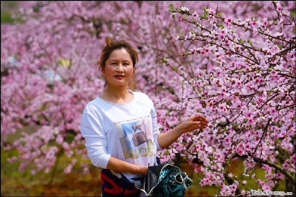 【春天，广西桂林灌阳县向您发出邀请！】官庄村有个醉美的桃花园 - 游山玩水 - 百色生活社区 - 百色28生活网 baise.28life.net