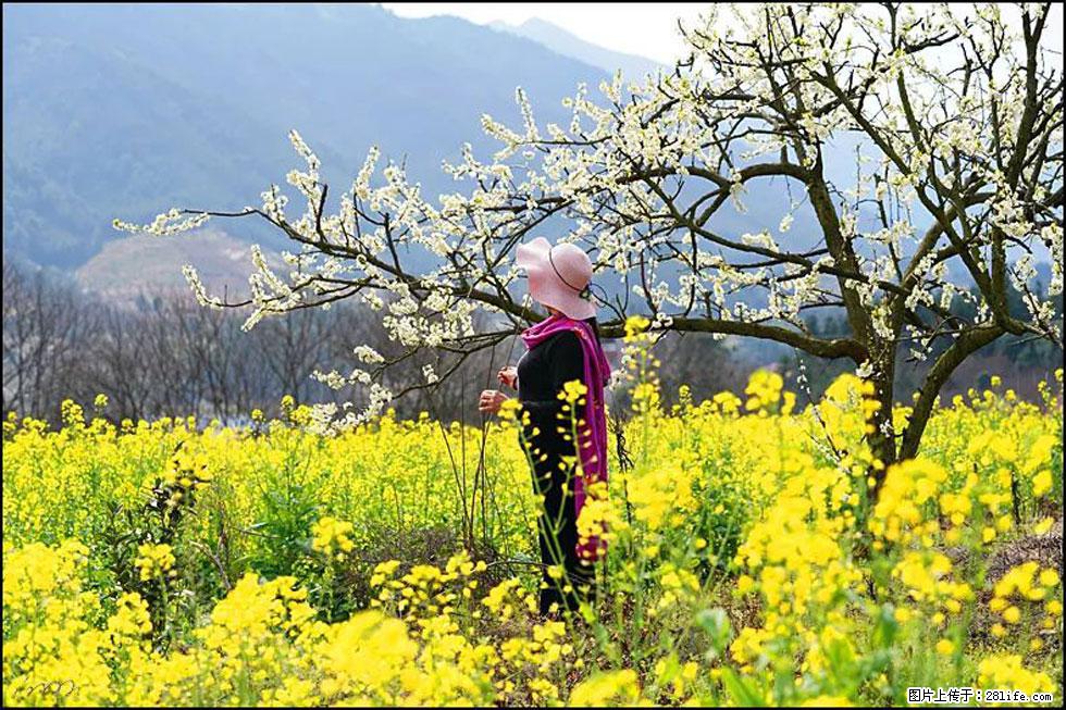 【春天，广西桂林灌阳县向您发出邀请！】长坪村油菜盛情花开 - 游山玩水 - 百色生活社区 - 百色28生活网 baise.28life.net