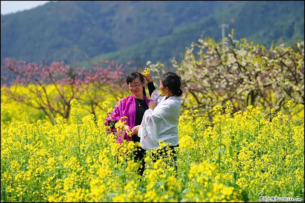 【春天，广西桂林灌阳县向您发出邀请！】长坪村油菜盛情花开 - 游山玩水 - 百色生活社区 - 百色28生活网 baise.28life.net