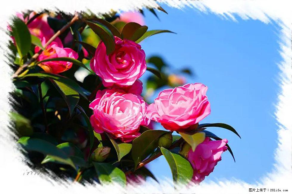 【春天，广西桂林灌阳县向您发出邀请！】杨柳井茶花惹人爱 - 游山玩水 - 百色生活社区 - 百色28生活网 baise.28life.net