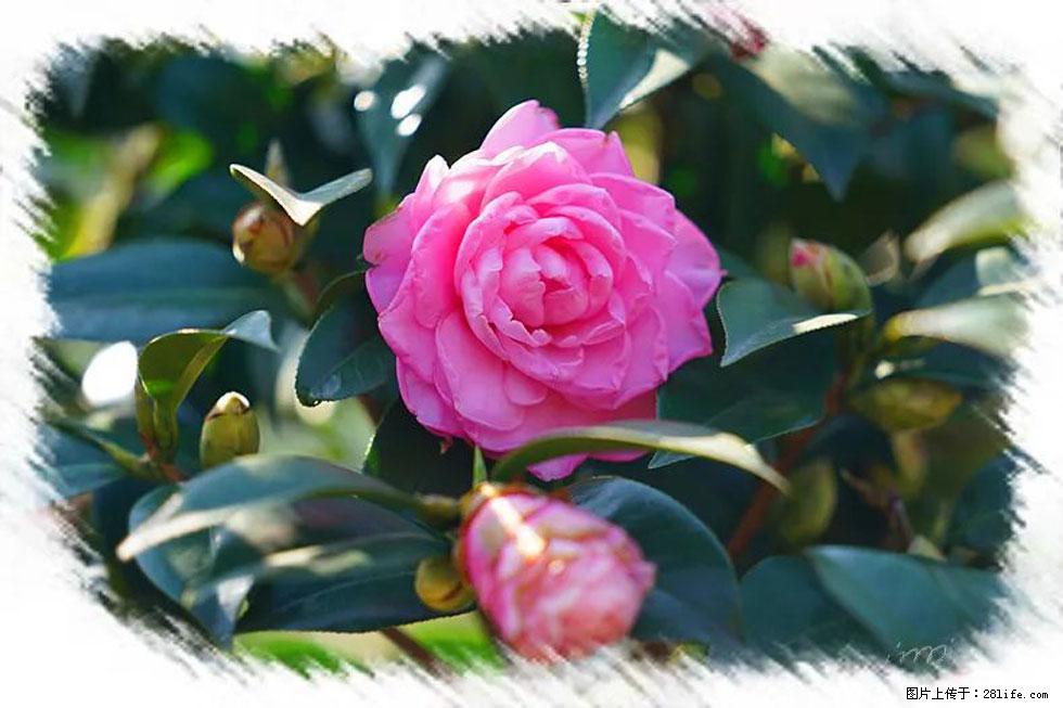 【春天，广西桂林灌阳县向您发出邀请！】杨柳井茶花惹人爱 - 游山玩水 - 百色生活社区 - 百色28生活网 baise.28life.net