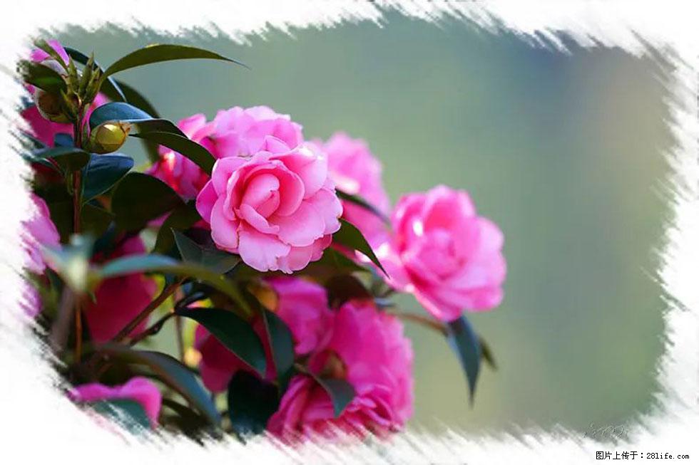 【春天，广西桂林灌阳县向您发出邀请！】杨柳井茶花惹人爱 - 游山玩水 - 百色生活社区 - 百色28生活网 baise.28life.net