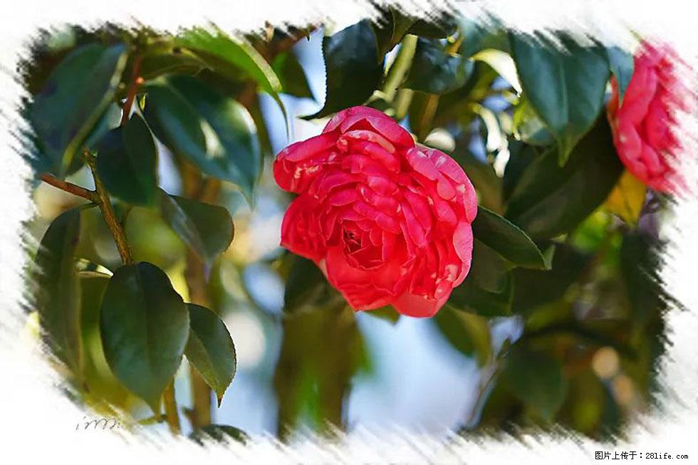 【春天，广西桂林灌阳县向您发出邀请！】杨柳井茶花惹人爱 - 游山玩水 - 百色生活社区 - 百色28生活网 baise.28life.net