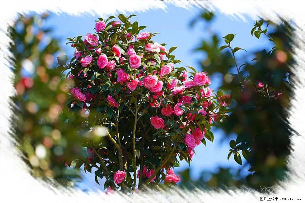 【春天，广西桂林灌阳县向您发出邀请！】杨柳井茶花惹人爱 - 游山玩水 - 百色生活社区 - 百色28生活网 baise.28life.net