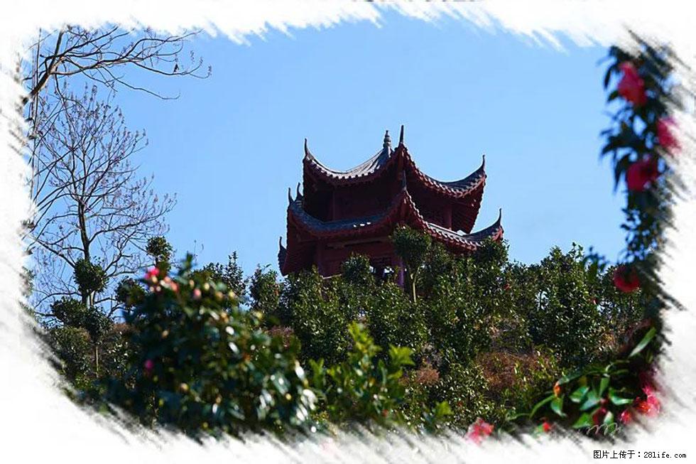 【春天，广西桂林灌阳县向您发出邀请！】杨柳井茶花惹人爱 - 游山玩水 - 百色生活社区 - 百色28生活网 baise.28life.net