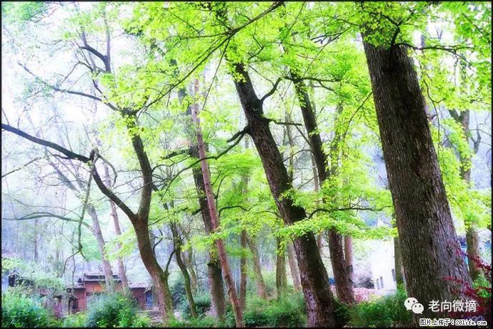 【春天,广西桂林灌阳县向您发出邀请!】在小龙村与春天约会 - 游山玩水 - 百色生活社区 - 百色28生活网 baise.28life.net