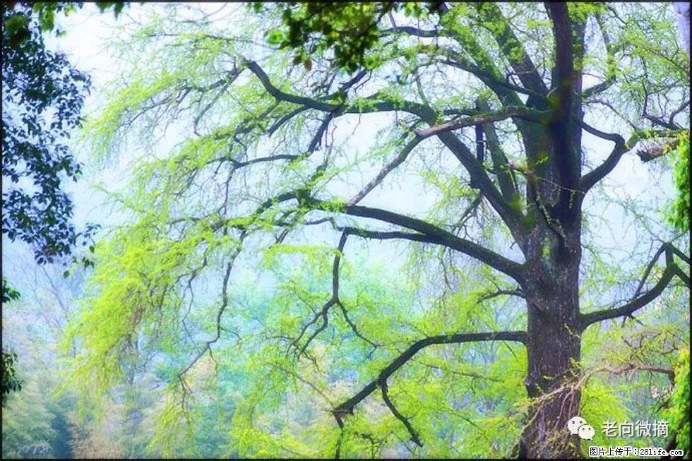 【春天,广西桂林灌阳县向您发出邀请!】在小龙村与春天约会 - 游山玩水 - 百色生活社区 - 百色28生活网 baise.28life.net