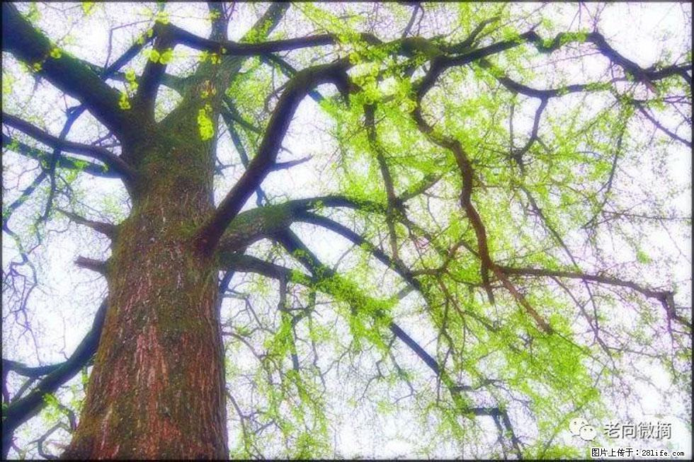 【春天,广西桂林灌阳县向您发出邀请!】在小龙村与春天约会 - 游山玩水 - 百色生活社区 - 百色28生活网 baise.28life.net