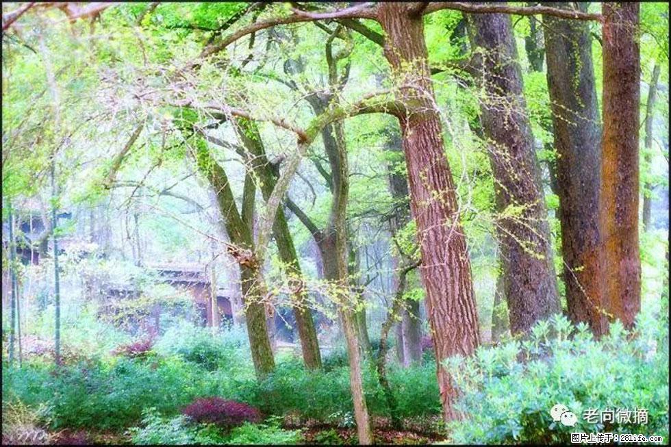 【春天,广西桂林灌阳县向您发出邀请!】在小龙村与春天约会 - 游山玩水 - 百色生活社区 - 百色28生活网 baise.28life.net