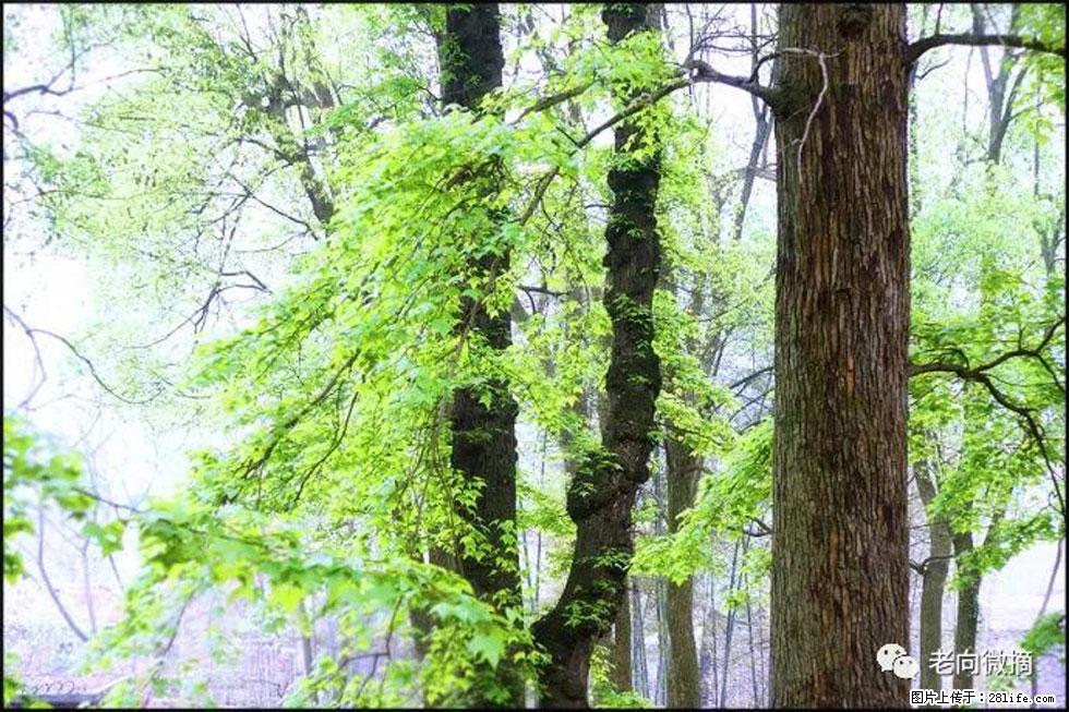 【春天,广西桂林灌阳县向您发出邀请!】在小龙村与春天约会 - 游山玩水 - 百色生活社区 - 百色28生活网 baise.28life.net