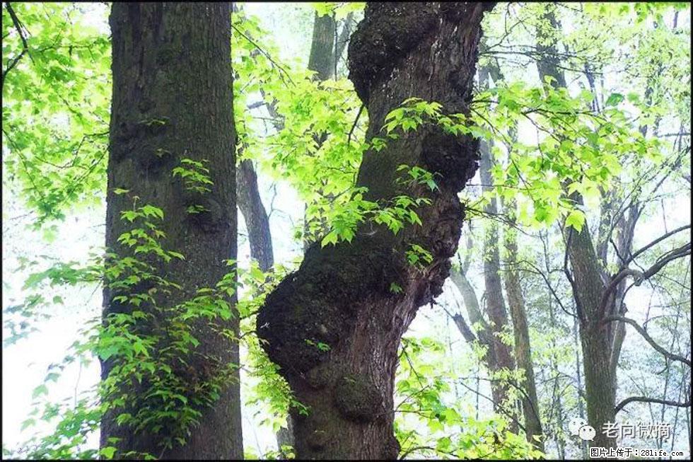 【春天,广西桂林灌阳县向您发出邀请!】在小龙村与春天约会 - 游山玩水 - 百色生活社区 - 百色28生活网 baise.28life.net