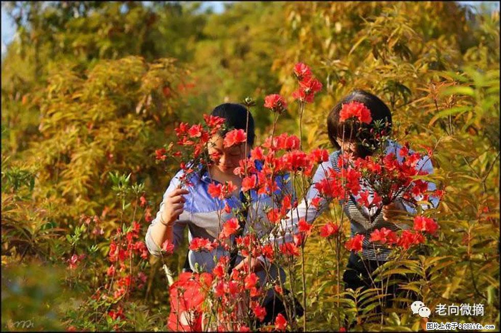 【春天，广西桂林灌阳县向您发出邀请！】登麒麟山，相约映山红 - 游山玩水 - 百色生活社区 - 百色28生活网 baise.28life.net