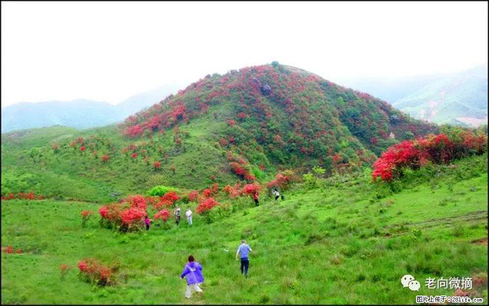【春天，广西桂林灌阳县向您发出邀请！】宝盖山上映山红 - 游山玩水 - 百色生活社区 - 百色28生活网 baise.28life.net