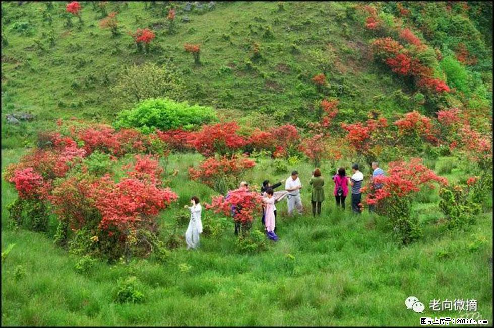 【春天，广西桂林灌阳县向您发出邀请！】宝盖山上映山红 - 游山玩水 - 百色生活社区 - 百色28生活网 baise.28life.net