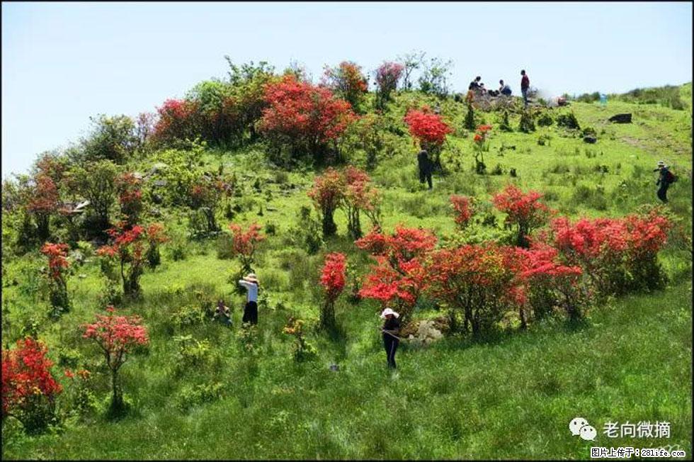 【春天，广西桂林灌阳县向您发出邀请！】宝盖山上映山红 - 游山玩水 - 百色生活社区 - 百色28生活网 baise.28life.net
