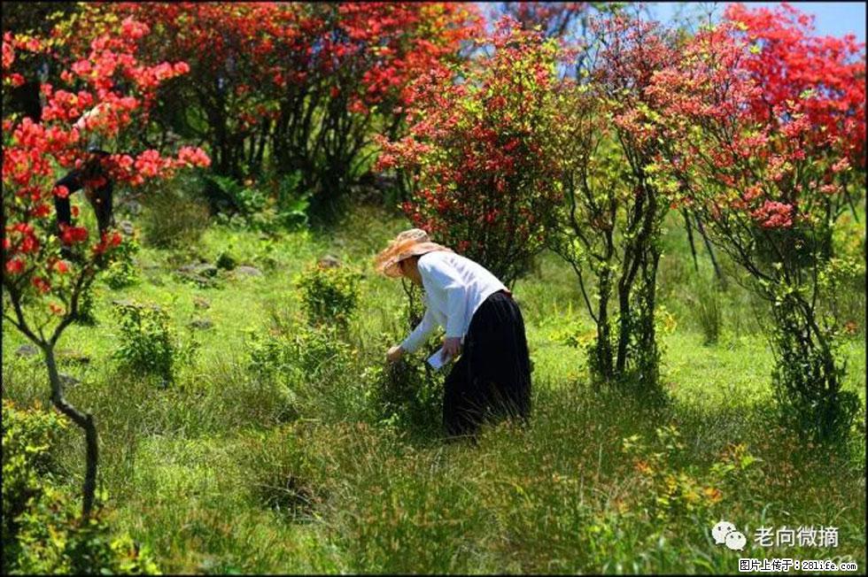 【春天，广西桂林灌阳县向您发出邀请！】宝盖山上映山红 - 游山玩水 - 百色生活社区 - 百色28生活网 baise.28life.net