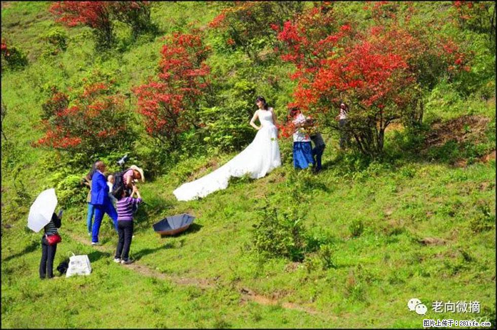 【春天，广西桂林灌阳县向您发出邀请！】宝盖山上映山红 - 游山玩水 - 百色生活社区 - 百色28生活网 baise.28life.net
