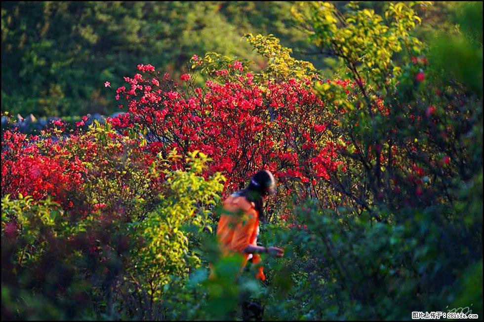 【春天，广西桂林灌阳县向您发出邀请！】春木界上映山红 - 游山玩水 - 百色生活社区 - 百色28生活网 baise.28life.net