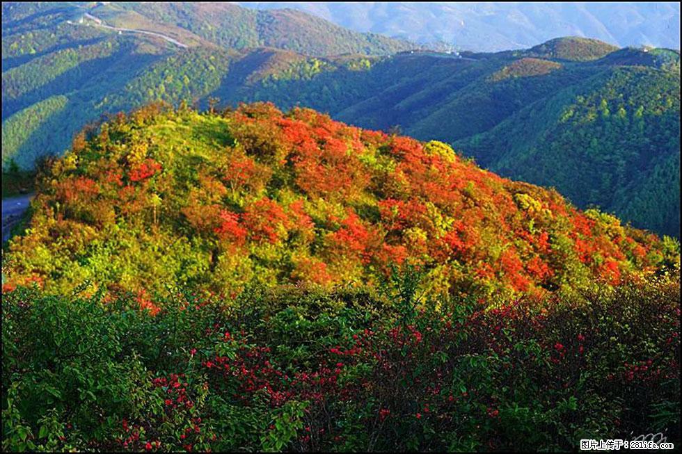 【春天，广西桂林灌阳县向您发出邀请！】春木界上映山红 - 游山玩水 - 百色生活社区 - 百色28生活网 baise.28life.net