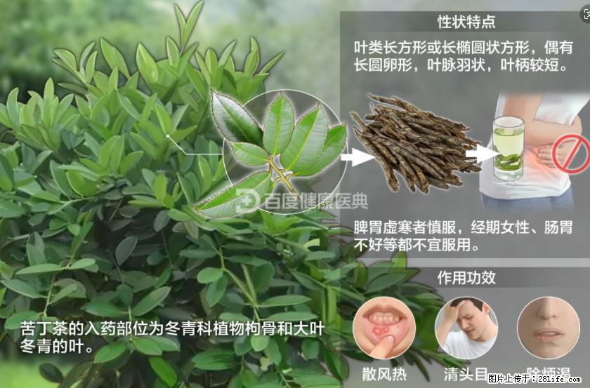 苦丁茶有哪些功效和作用 - 生活百科 - 百色生活社区 - 百色28生活网 baise.28life.net