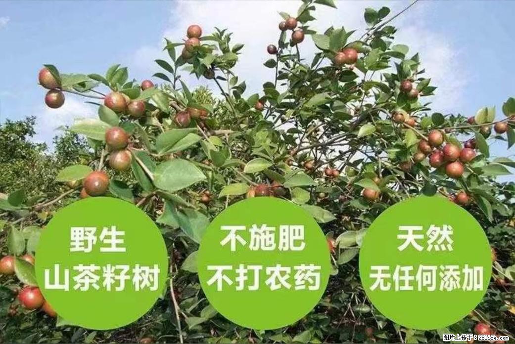 【灌阳县油茶产业示范区】一个有着充实的精神生活的人，对待身外之物自会有一种淡泊的态度 - 美食天地 - 百色生活社区 - 百色28生活网 baise.28life.net