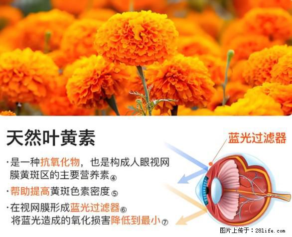 叶黄素有什么功效和作用 - 生活百科 - 百色生活社区 - 百色28生活网 baise.28life.net