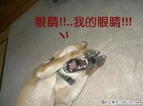 笑癫了！一女的怀孕三年未生，他终于忍不住了... - 娱乐八卦 - 百色生活社区 - 百色28生活网 baise.28life.net