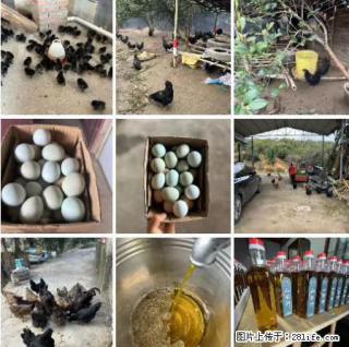 油茶园从小鸡仔开始养起的纯土鸡、土鸡蛋可以预定啦！还有前几天刚榨的纯山茶油哦 - 百色28生活网 baise.28life.net