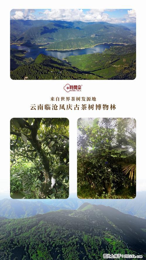时间果百年古树2025年春红茶 - 购物交流 - 百色生活社区 - 百色28生活网 baise.28life.net