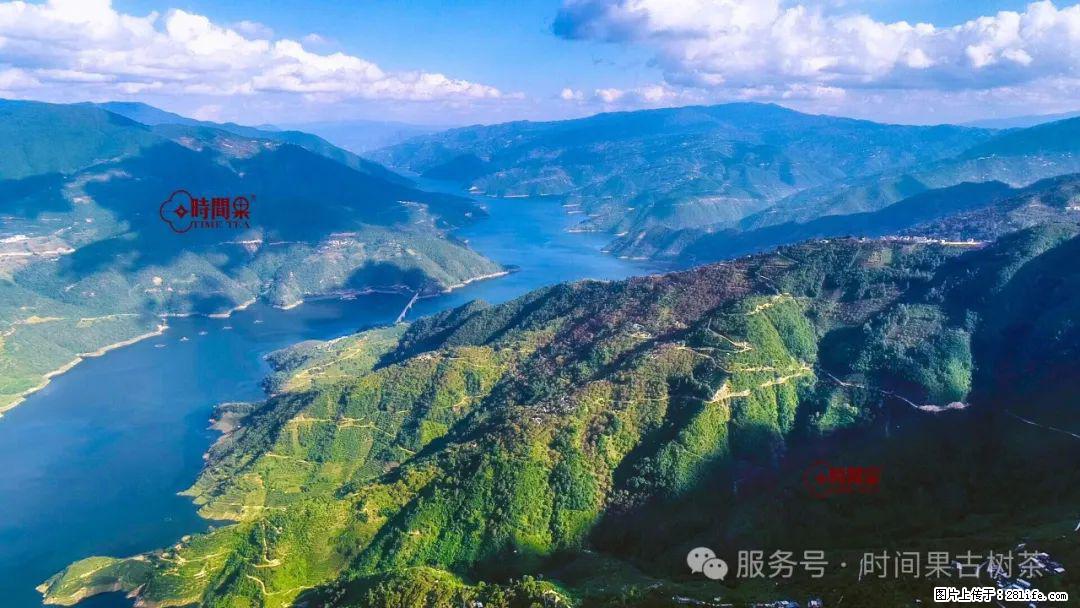 时间果百年古树龙珠普洱生茶 - 购物交流 - 百色生活社区 - 百色28生活网 baise.28life.net