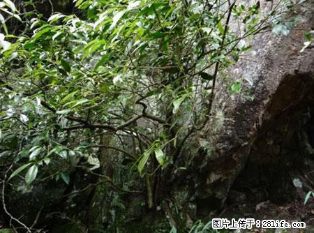 平乐石崖茶，珍贵仅次于金花茶 - 百色生活资讯 - 百色28生活网 baise.28life.net