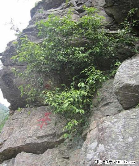 平乐石崖茶，珍贵仅次于金花茶 - 百色生活资讯 - 百色28生活网 baise.28life.net