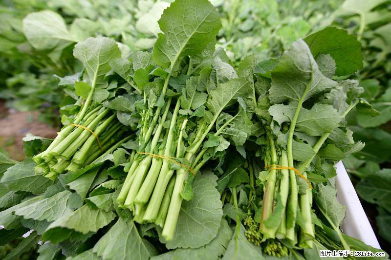 这些蔬菜是“天然钙片”，这6种被医生重点推荐 - 百色生活资讯 - 百色28生活网 baise.28life.net